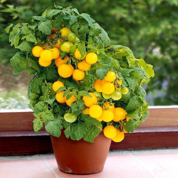 Vibrant fruit plants collection featuring lush trees and bushes bearing fresh ripe produce