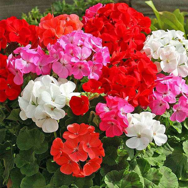 Vibrant geranium plants collection featuring colorful flowers and lush green foliage