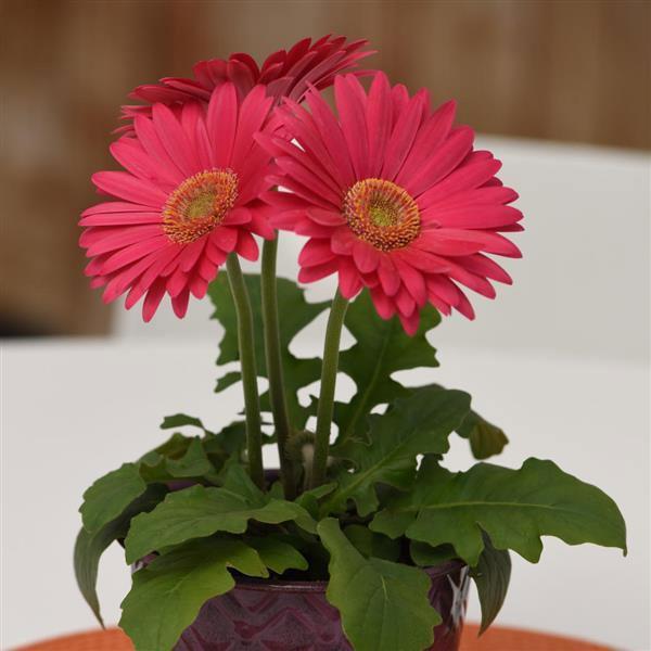 Gerbera plants collection showcasing vibrant colorful blooms and flower varieties