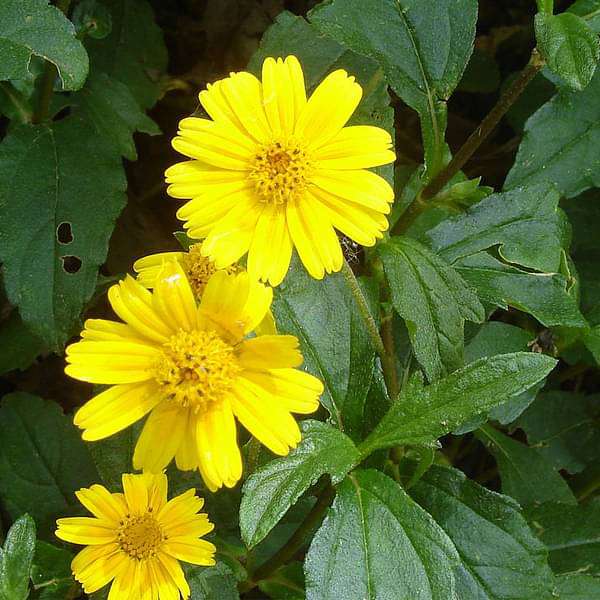 Ground cover plants with lush spreading foliage creating natural garden carpets and borders