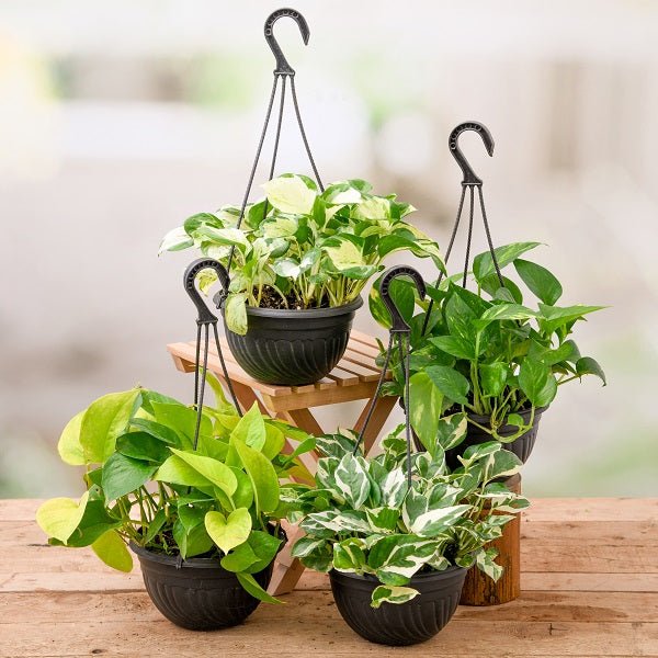 Beautiful Hanging Baskets featuring colorful cascading flowers and lush trailing foliage