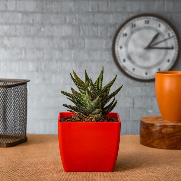 Hard-to-Kill Plants collection featuring resilient, durable greenery for any home or space