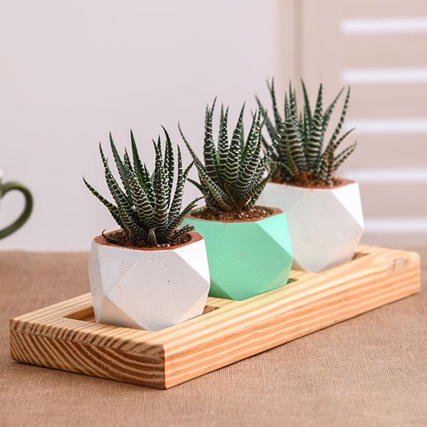 Haworthia succulent plant collection featuring unique geometric rosette patterns and striped leaves