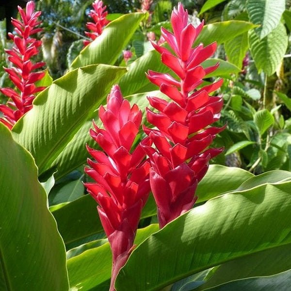 Vibrant Heliconia plants collection with exotic tropical botanical designs and accessories