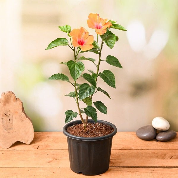 Vibrant hibiscus plants displaying tropical blooms in the Hibiscus collection