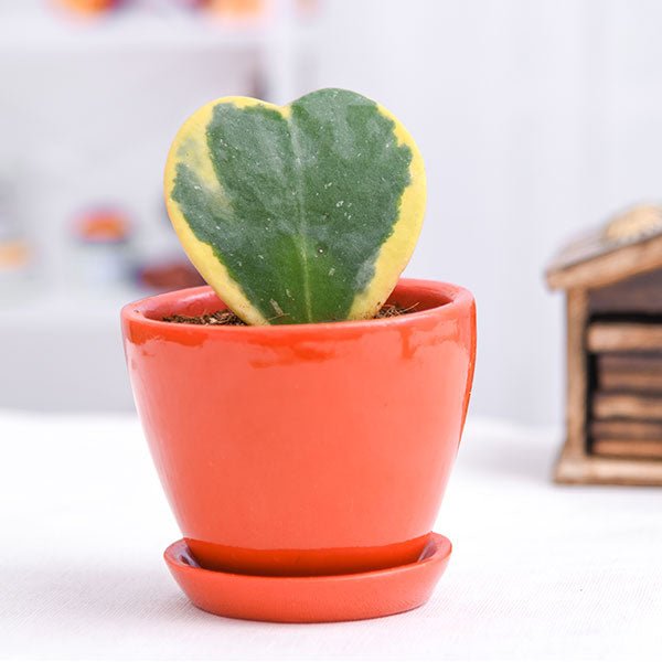 Trailing Hoya plants featuring heart-shaped succulent leaves and waxy pink flowers