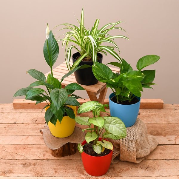 Indoor Plants collection with assorted potted houseplants and vibrant botanical greenery