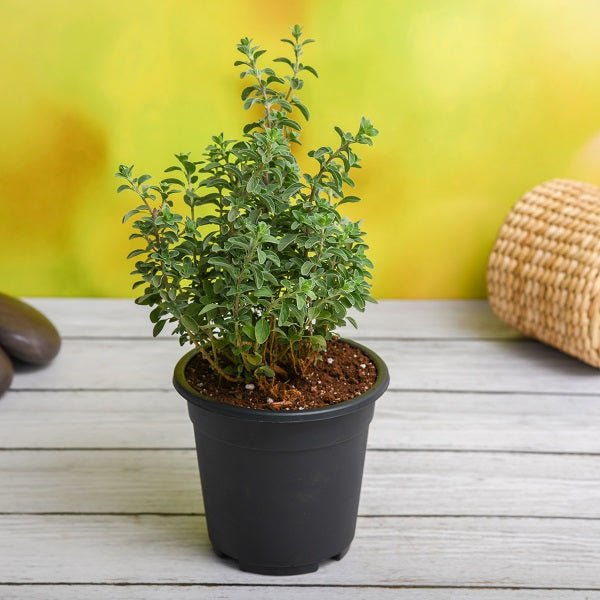 Insect-repellent plants including aromatic herbs, lavender, mint, and marigolds for natural pest control