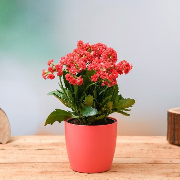 Kalanchoe succulent plant collection featuring diverse blooming varieties for indoor gardeners