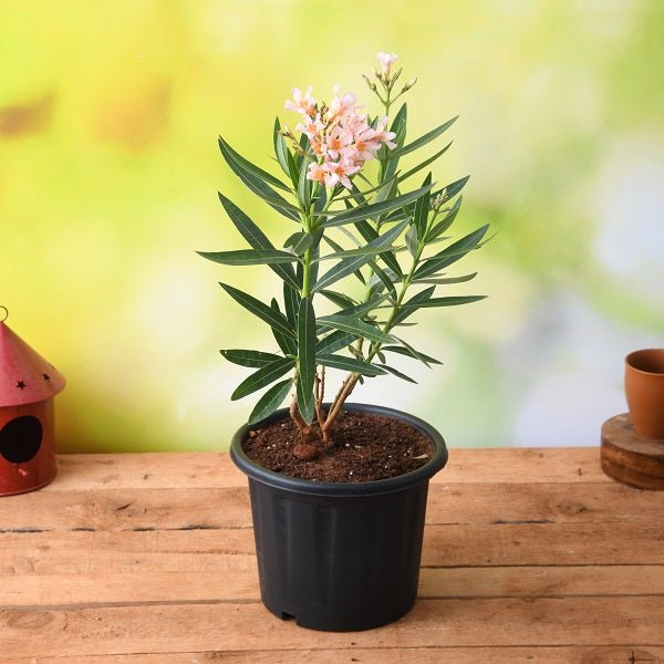 Kaner oleander plants with pink and white flowers in collection