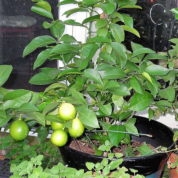 Lemon Tree collection of fresh Nimboo citrus plants for home gardens