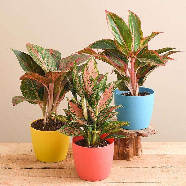 Low Maintenance Plants Pack with easy-to-grow, hardy varieties perfect for every living space