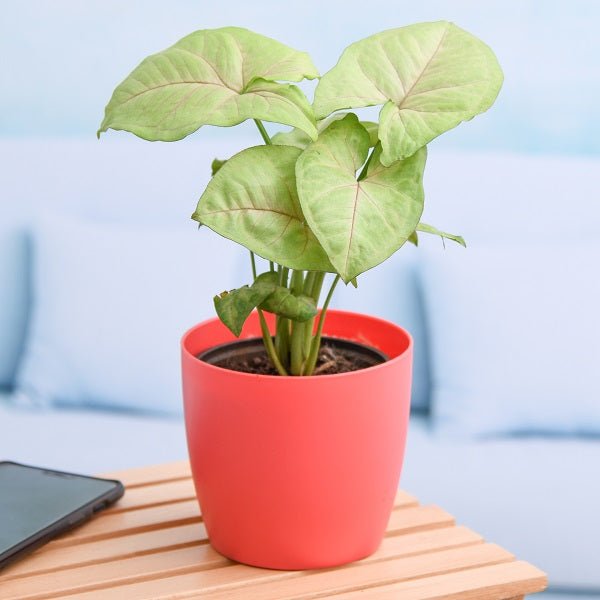 Low Maintenance Plants for indoor and outdoor spaces, featuring hardy greenery