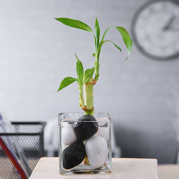 Lucky Bamboo gift plants, green stalks symbolizing commitment and prosperity