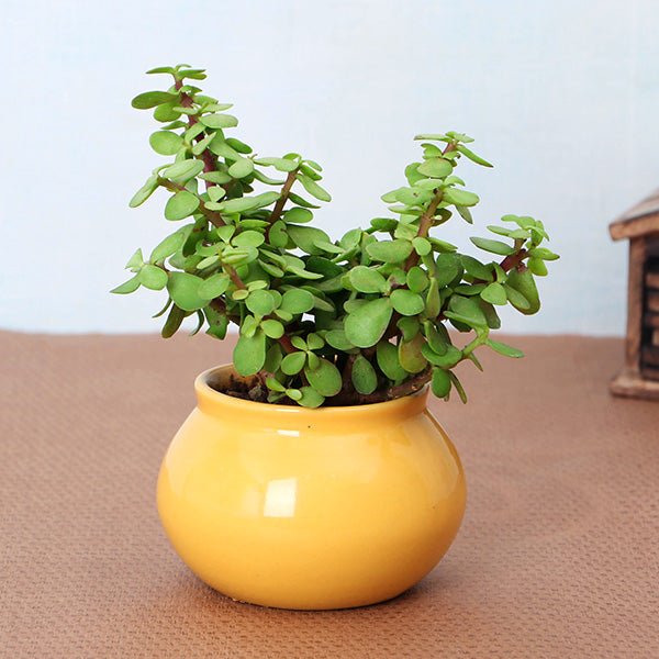 Lucky Plants collection displays vibrant potted houseplants and decorative greenery