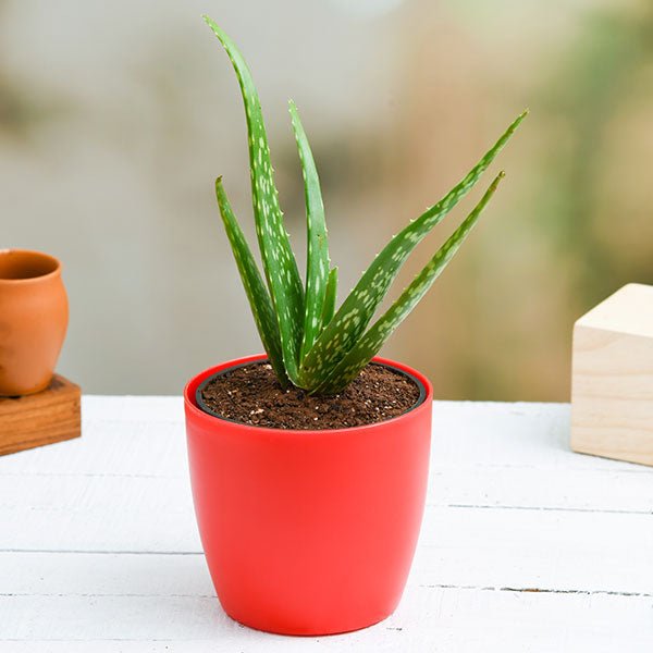 Medicinal Plants collection featuring diverse herbs and plant varieties for natural wellness and healing remedies
