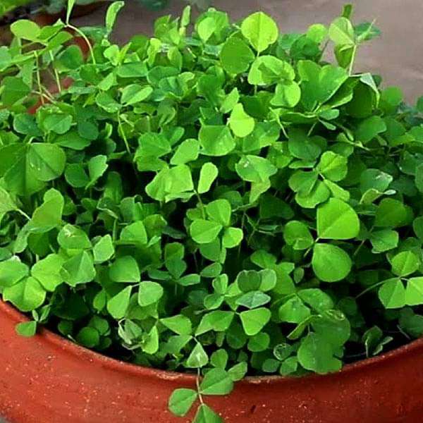 Golden methi fenugreek seeds collection aromatic spice for authentic Indian cooking