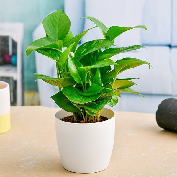 Money Plant Pothos collection featuring cascading green vines and heart-shaped leaves