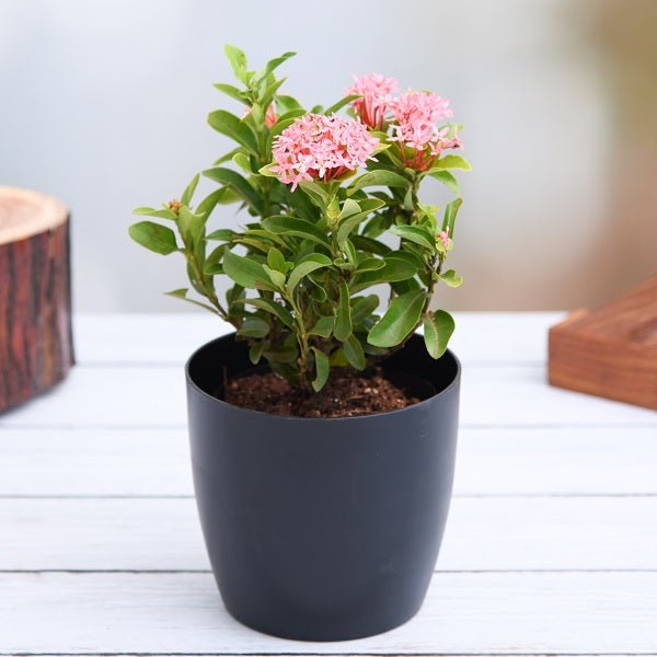 Lush green Monsoon Plants collection showcasing tropical species that thrive in heavy rainfall seasons