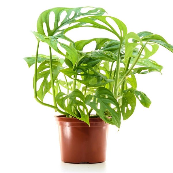 Lush Monstera plants with iconic split leaves and vibrant green foliage
