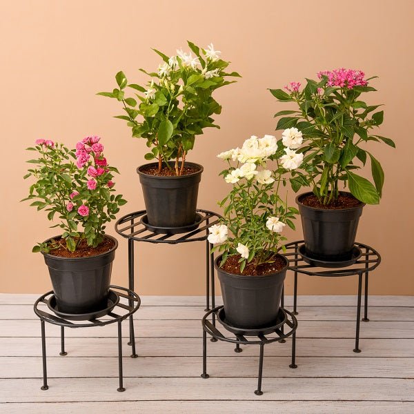 Outdoor Plants collection featuring vibrant garden flowers, shrubs, and landscape greenery