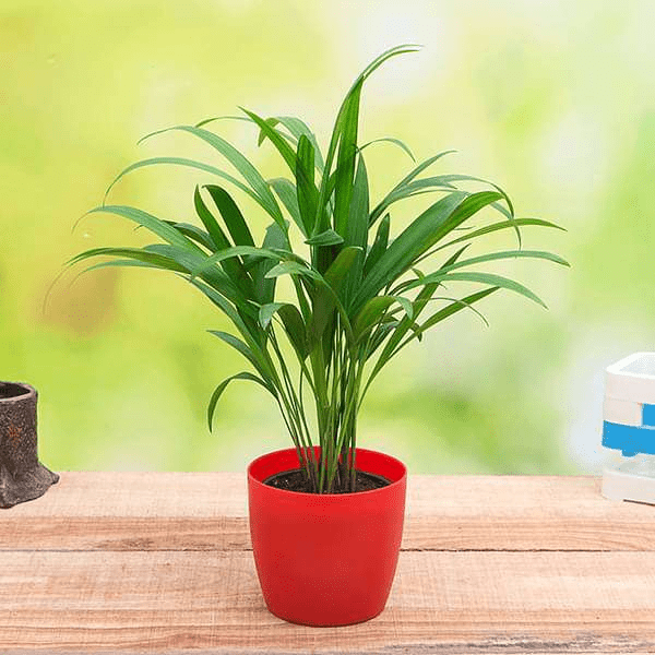 Lush green palm plants and tropical varieties for decorating homes and gardens