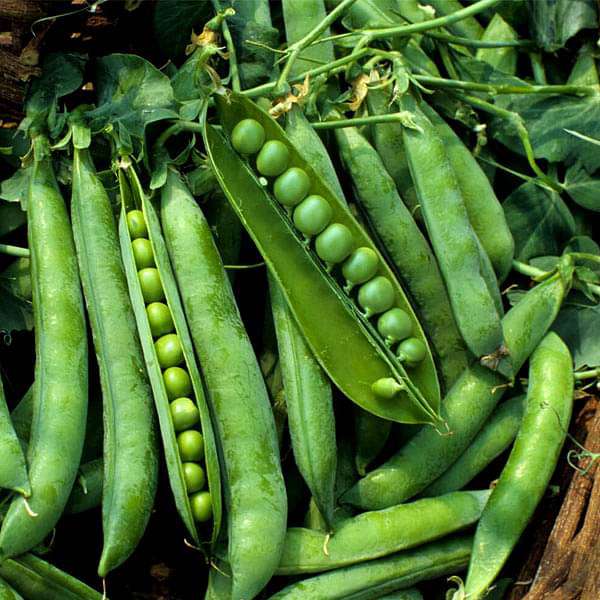 Fresh green peas and premium seeds from the Peas Seeds collection