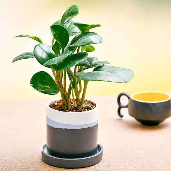 Peperomia Plants collection of compact decorative houseplants with vibrant foliage varieties
