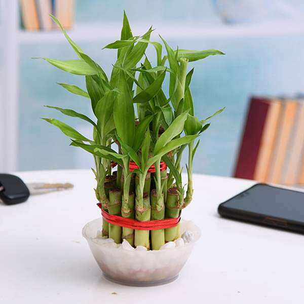 Pet-Friendly Plants collection of safe, non-toxic houseplants for cats and dogs