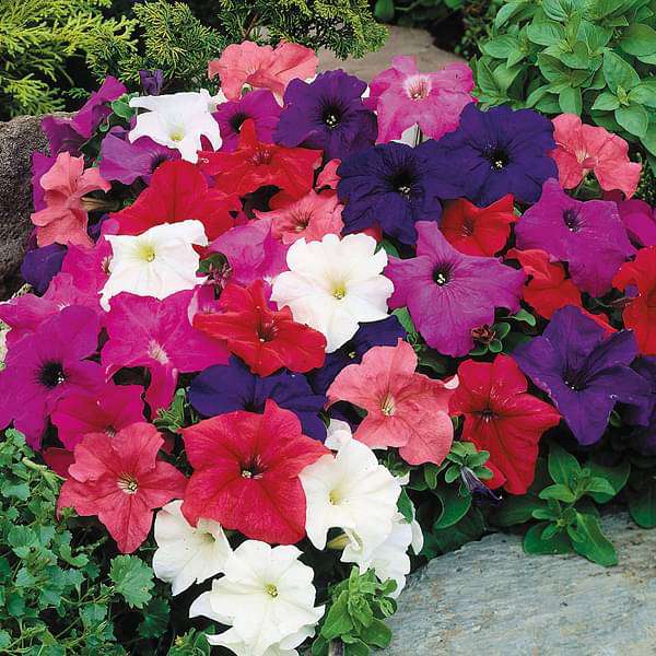 Vibrant petunia flowers and seeds showcasing the Petunia Seeds collection