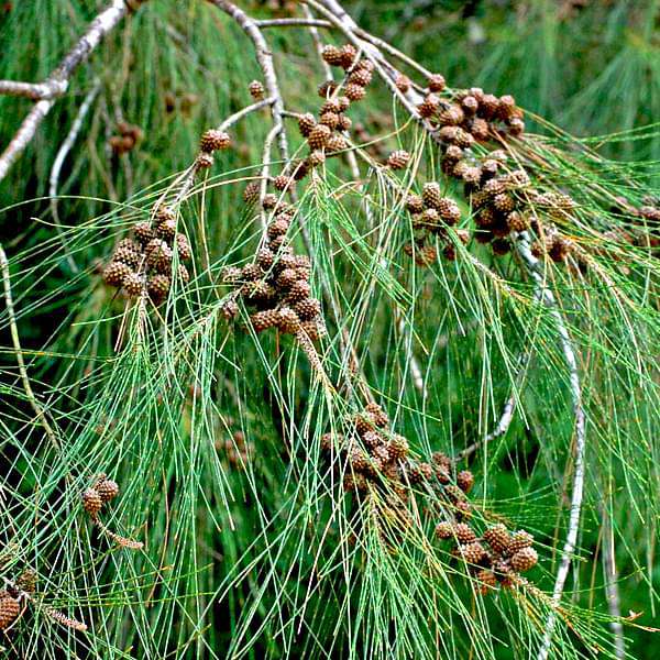 Pine Tree collection of casuarina equisetifolia and related evergreen plants