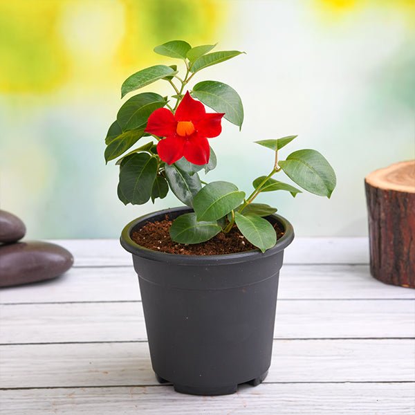 Plants by Color collection displaying diverse flowering plants and foliage sorted by hue