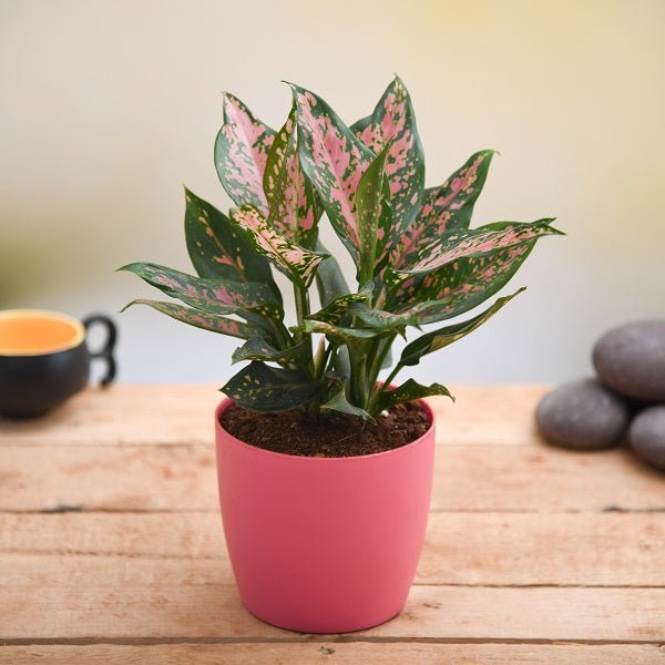 Plants for Bedroom collection featuring lush green houseplants for bedroom decor