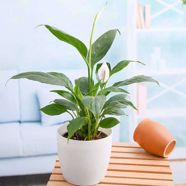 Indoor plants and greenery for home decoration and wellness