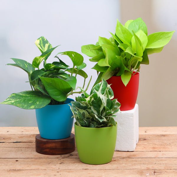 Plants for Kitchen featuring lush green plants and herbs for indoor kitchen gardening