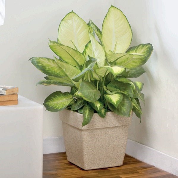 Potted indoor plants and greenery options from the Plants for Living Room collection