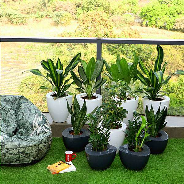Vibrant plants and lush greenery for Terrace & Balcony outdoor garden collection