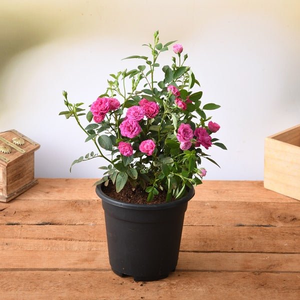 Fresh selection of indoor and outdoor Plants including potted greenery and flowering varieties
