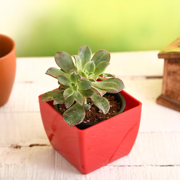 Colorful Succulent Plants collection including Aeonium Decorum Tricolor and other rosette varieties