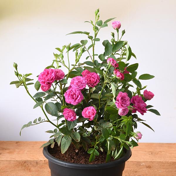 Trending Plants collection featuring popular houseplants and vibrant green varieties