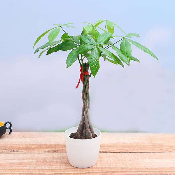 Vastu Plants collection of auspicious greenery and indoor plants for home harmony and positive energy
