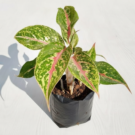 Aglaonema Butterfly - 6" Grow bag