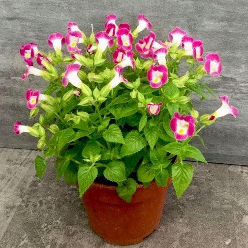 Wishbone Flower Pink - 5" Pot