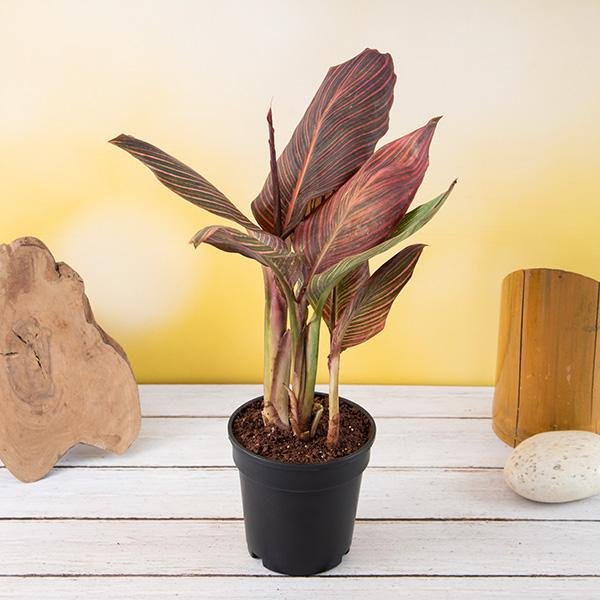 Canna Lily Variegated - 5" Pot