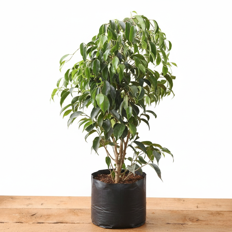 Weeping Fig - 10" Grow bag