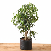 Weeping Fig - 6" Pot