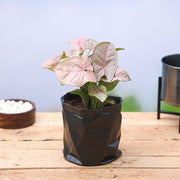 Syngonium Pink
