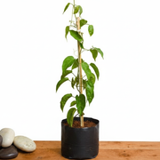 Sankrant Vel, Flame Vine Orange - 10" Grow bag