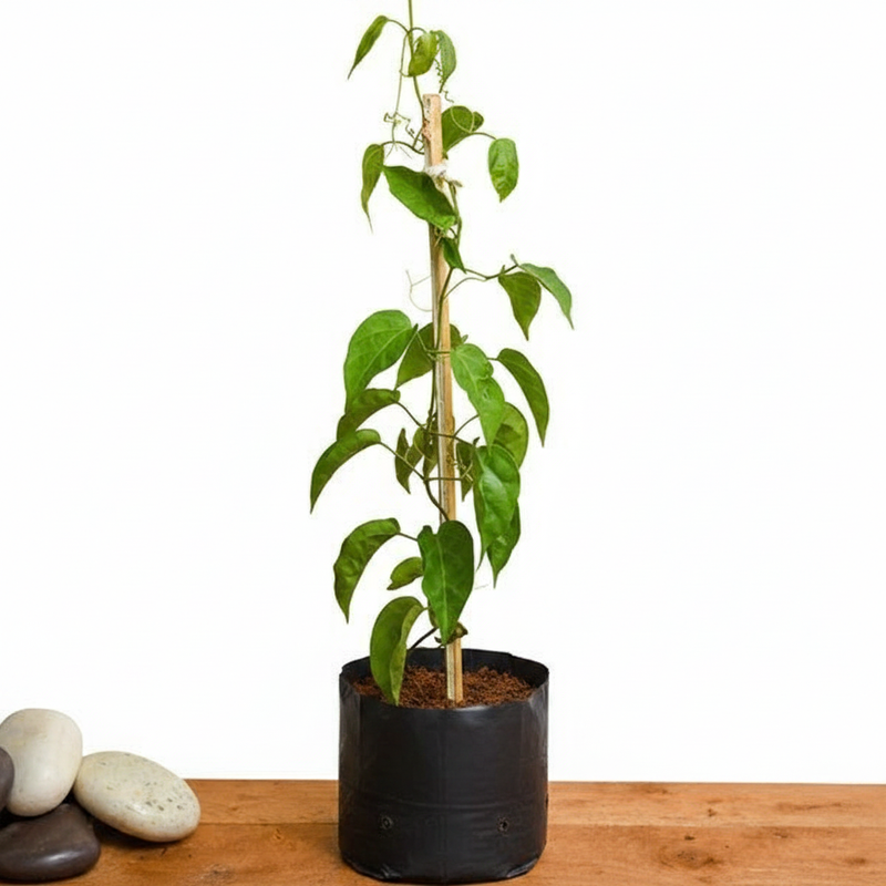 Sankrant Vel, Flame Vine Orange - 10" Grow bag