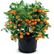 Ornamental Orange Fruit - 6" Grow bag